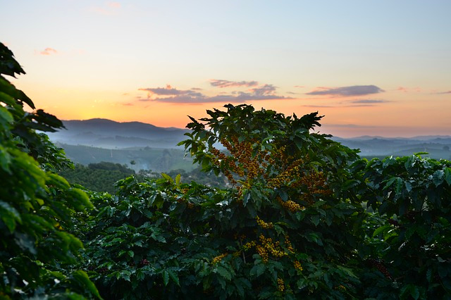 Kawa Świeżo Palona Honduras Stricly High Grown Coffee 100% Arabica